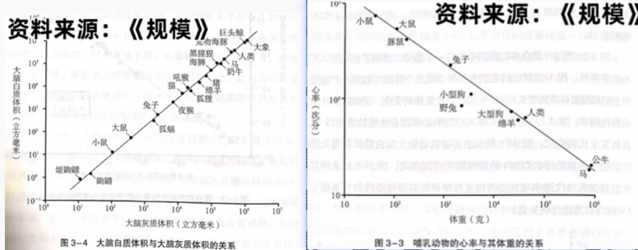 幂定律 - 哺乳动物中的幂律分布