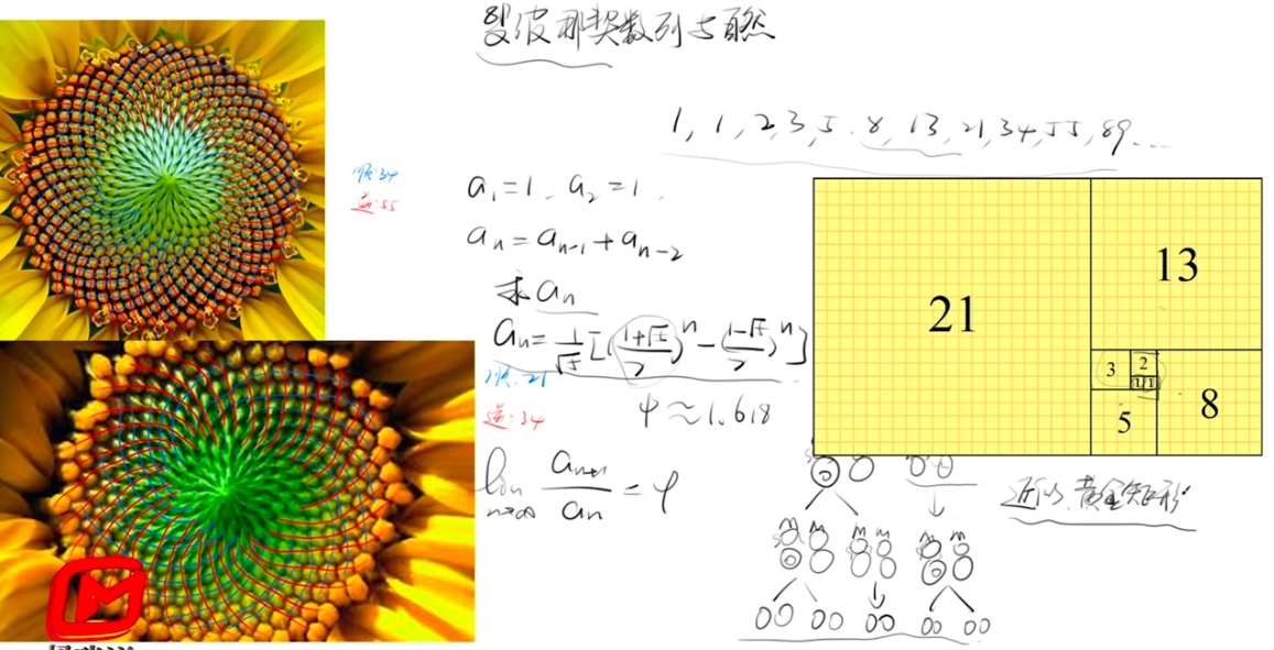斐波那契数列与自然